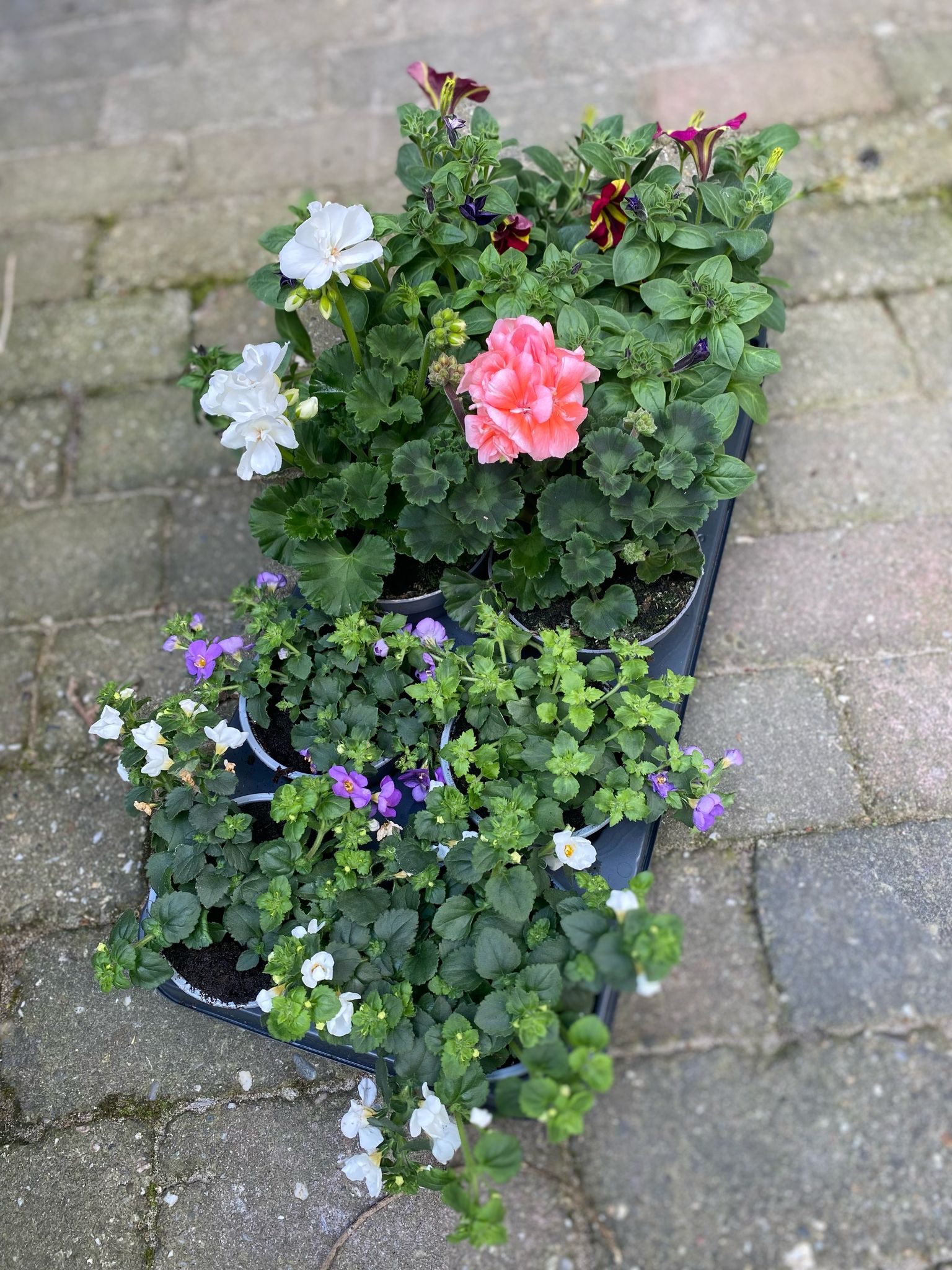 De Plantenactie zit er weer op!